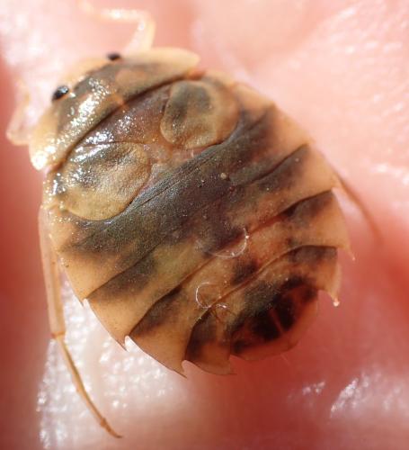 Réf. 293 814 : Aphelocheirus aestivalis